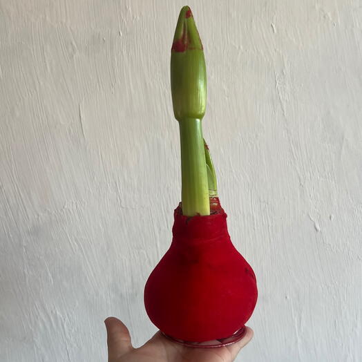 Амариллис в воске