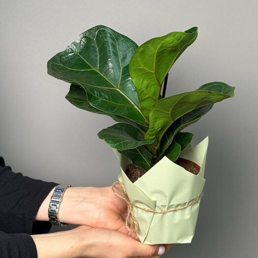 Фикус Лирата