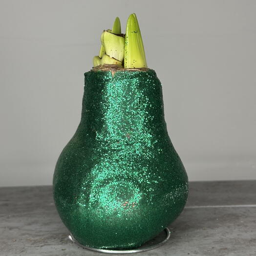 Луковица амариллиса в воске — подарок без полива