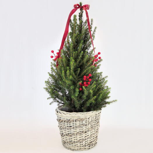 Елка Живая в плетеной корзине, 80 см