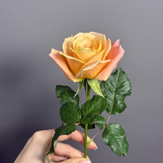 Роза «Мисс Пигги» (Miss Piggy), 60 см