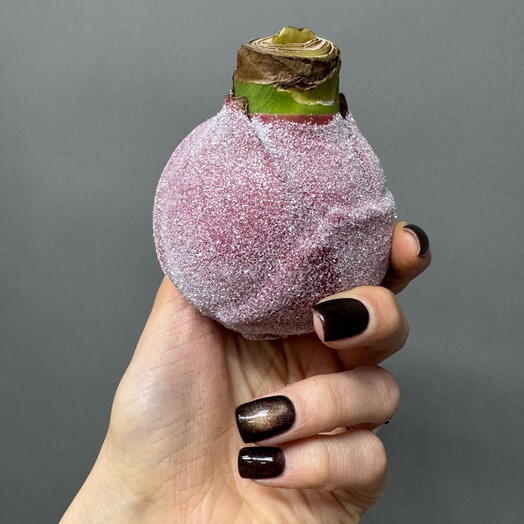 Амариллис луковица (гиппеаструм)в воске с розовыми блестками