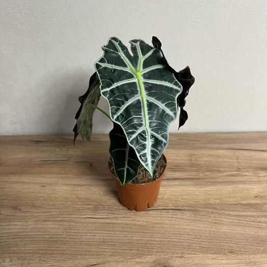 Алоказия Полли