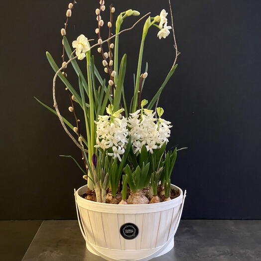 Spring composition of bulbous plants 🌱