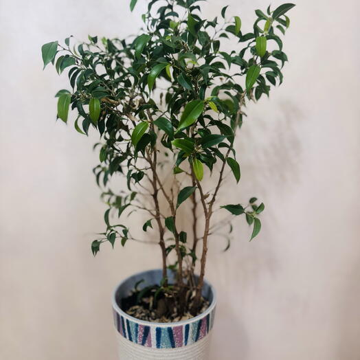 Фикус Бенджамина