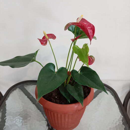 Антуриум растения