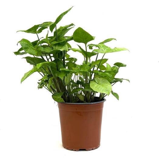 Сингониум (Syngonium) в пластиковом кашпо