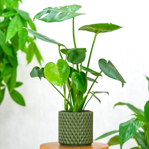 Monstera deliciosa ~ 55 cm