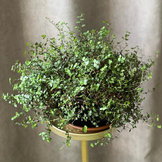 🌿Каллизия, традесканция комнатное растение в горшке цветы подарок маме, любимой девушке, женщине, жене, бабушке