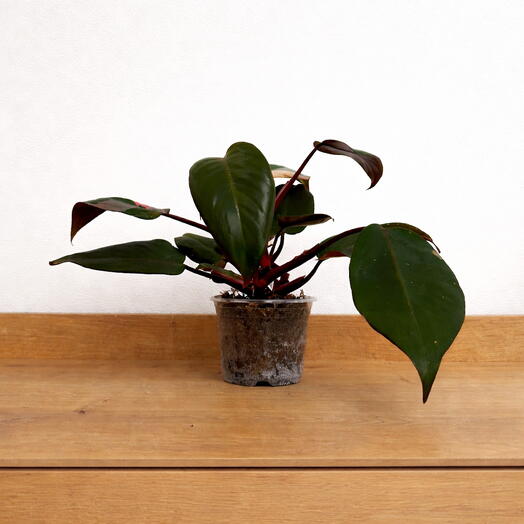 Philodendron Pink Princess