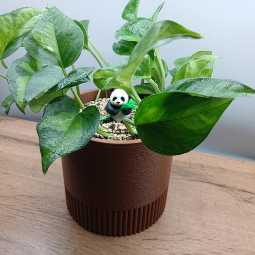 Эпипремнум Global Green в авторском кашпо — терракотовый