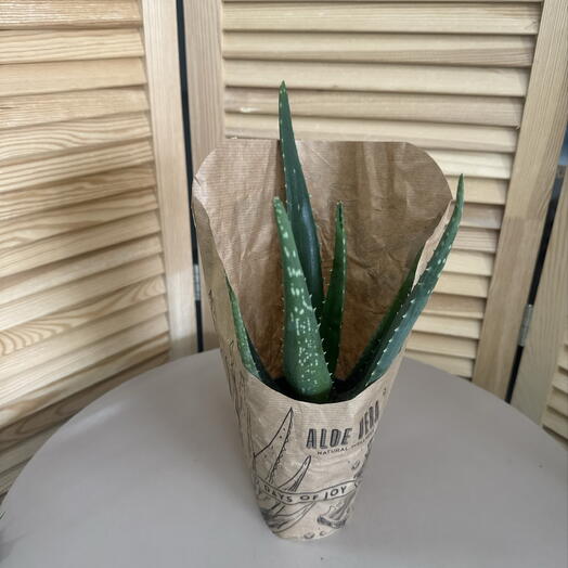 Алоэ Вера (Aloe Vera)