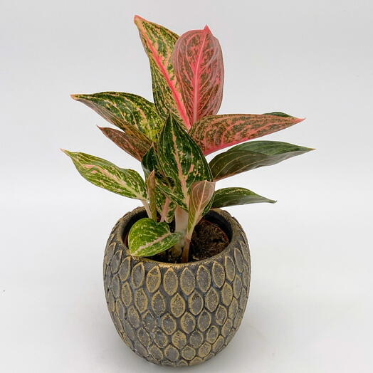 Аглаонема престиж в кашпо рустик