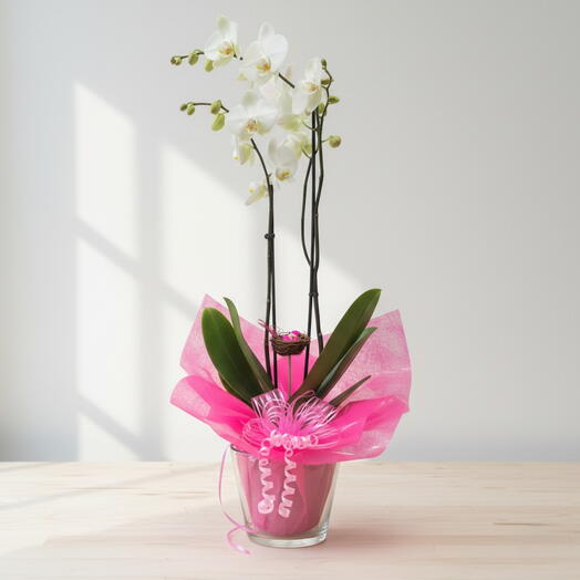 Amazonas indoor plant