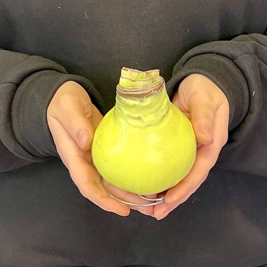 Луковица амариллиса в воске мятного цвета