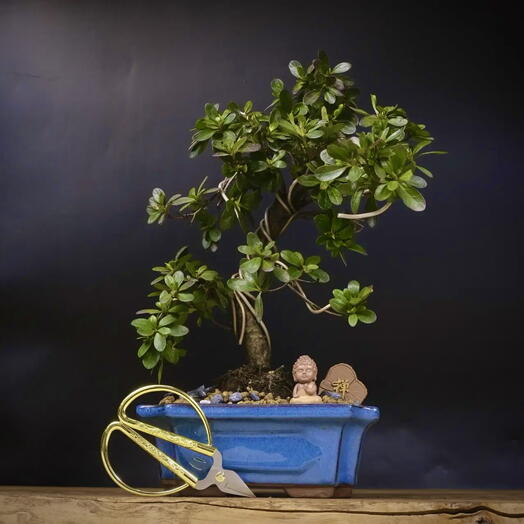 Бонсай Азалия цветущая 🌺, с ножницами, 35см, 14 лет