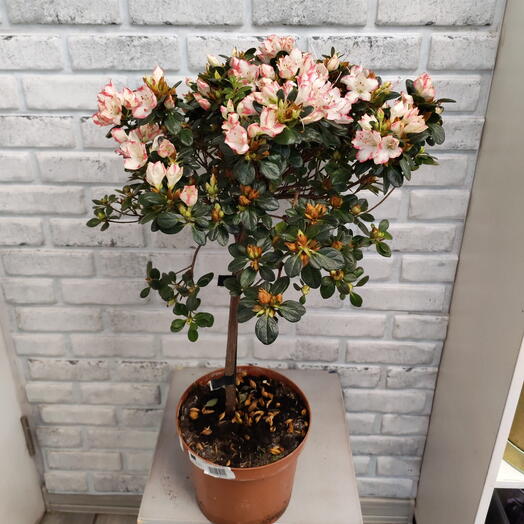 Комнатное растение Азалия д. 19 белокрасна