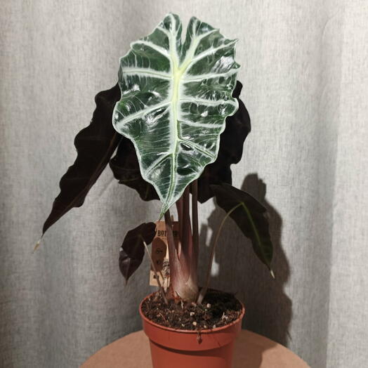 Комнатное растение "Алоказия Ботанова (Alocasia Botanova)