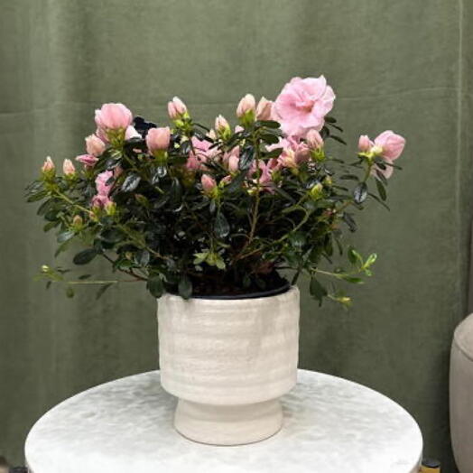 Азалия хортино / нежно розовая