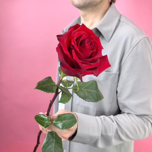 Цветы поштучно. Роза Эксплорер Explorer Эквадор, 1 штука