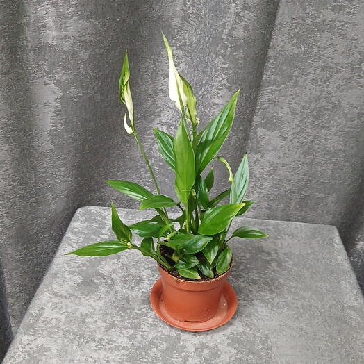 Спатифиллум мини