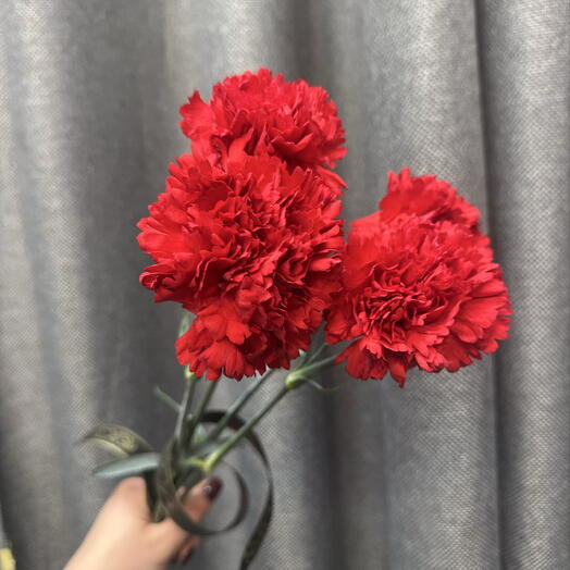 Красные гвоздики