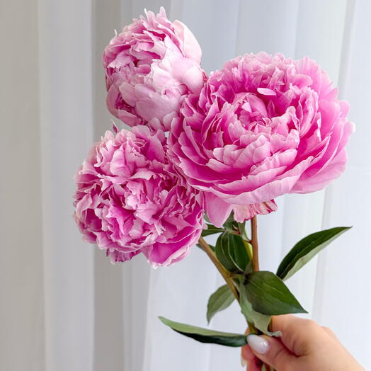 Трендовые пионы Сара Бернар | Paeonia Sara Bernhard