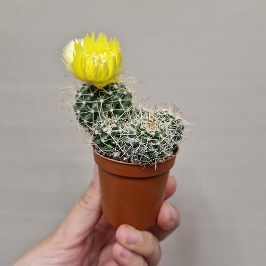 Кактус 🌵желтенький