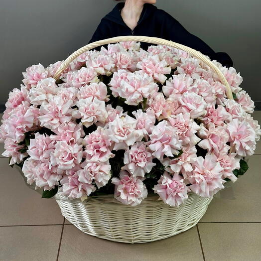 101 французская Роза