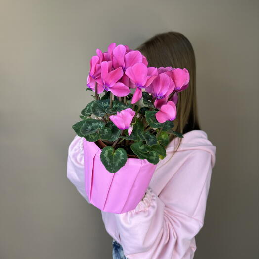 Растение горшечное Цикламен в подарочной коробке 💗💗💗