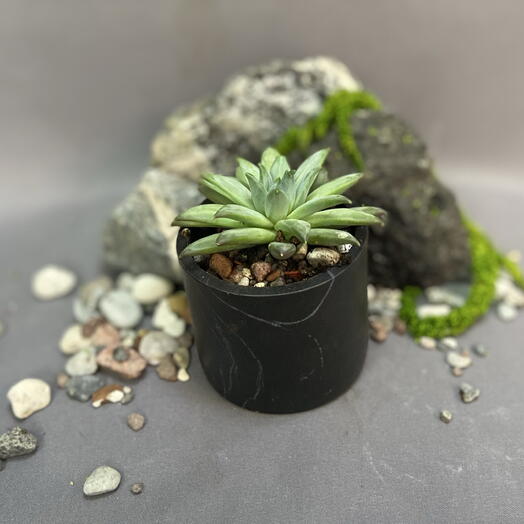 Эхеверия Хукера / Echeveria hookeri
