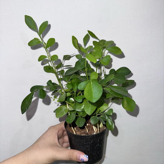 Мурайя 🌿