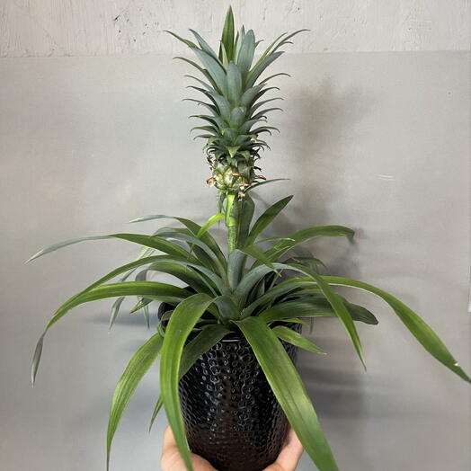 Ананас 🍍+ кашпо