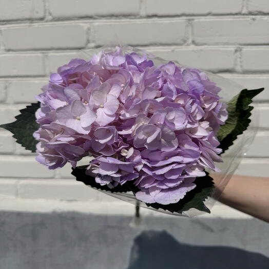 Пачка гортензия фиолетовая 💜 1шт Колумбия
