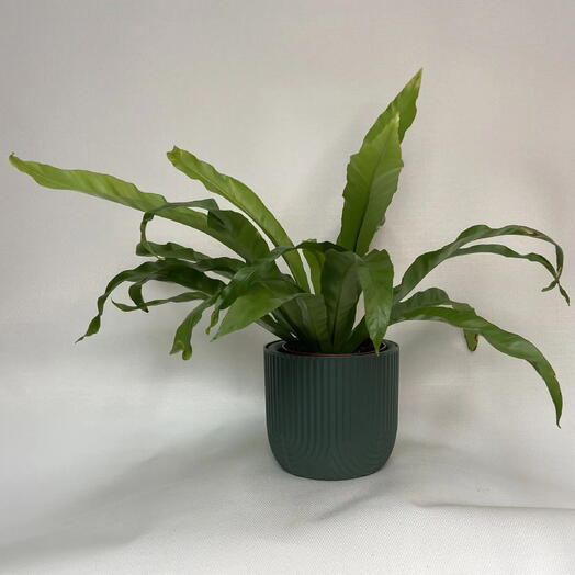 Асплениум гнездовой / Asplenium nidus