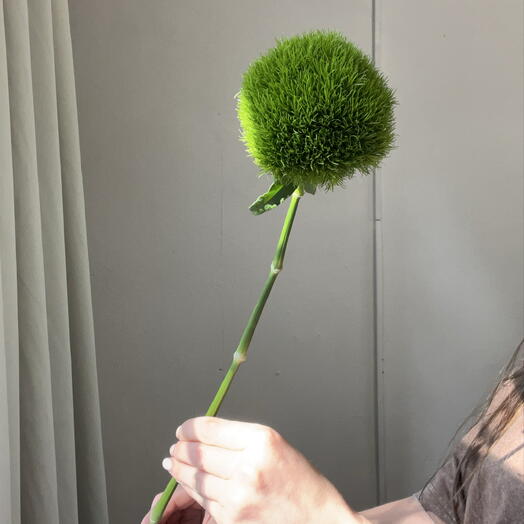 Гвоздика Green Trick