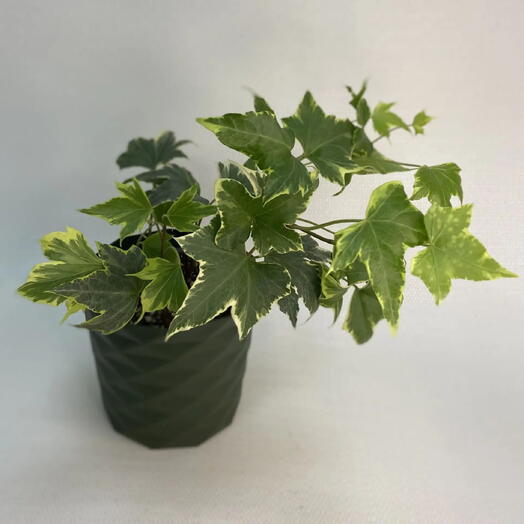 Плющ хедера вариегатная /Hedera helix