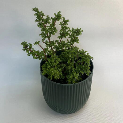 Пилея мелколистная /Pilea microphylla