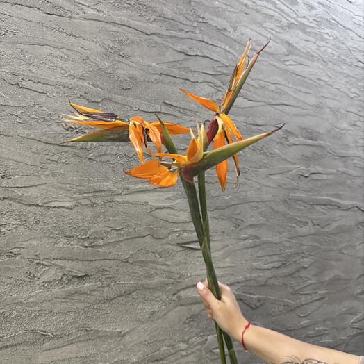 Стрелиция 3 шт без упаковки