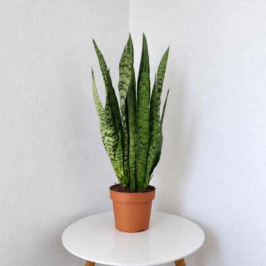 Sansevieria Zeylanica – Bold   Effortless Greenery