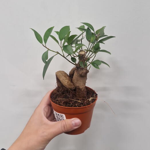 Buketnaya №1