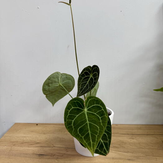 Антуриум (Anthurium clarinervium)