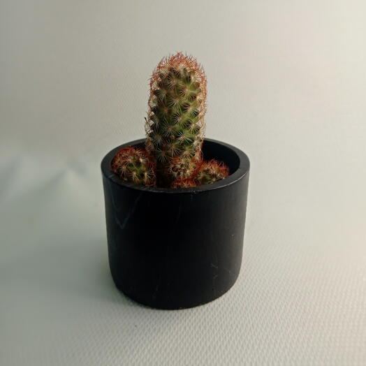 Кактус Маммиллярия удлинённая Медный король / Mammillaria elongata Copper King