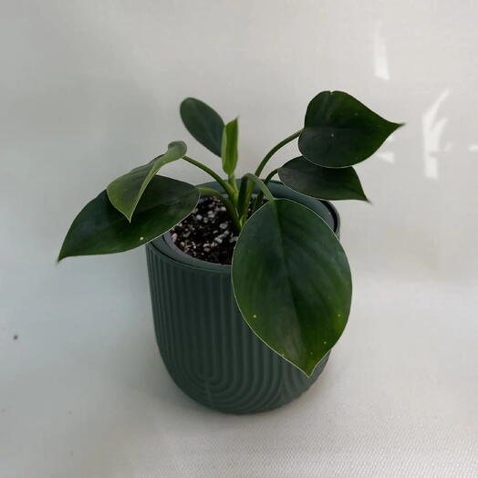 Филодендрон Грин Принцесс / Philodendron Green Princess