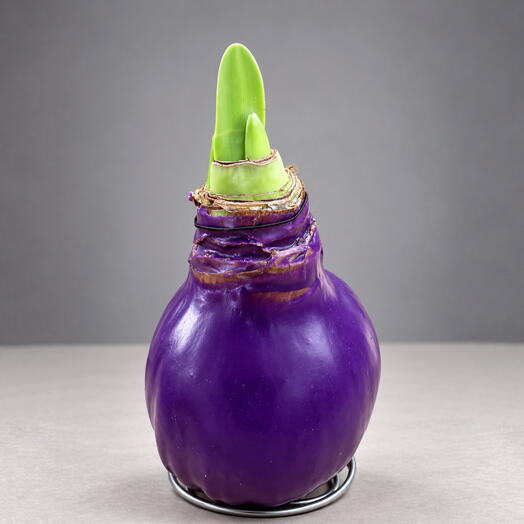 Луковица амариллиса в воске mini Violet wax»