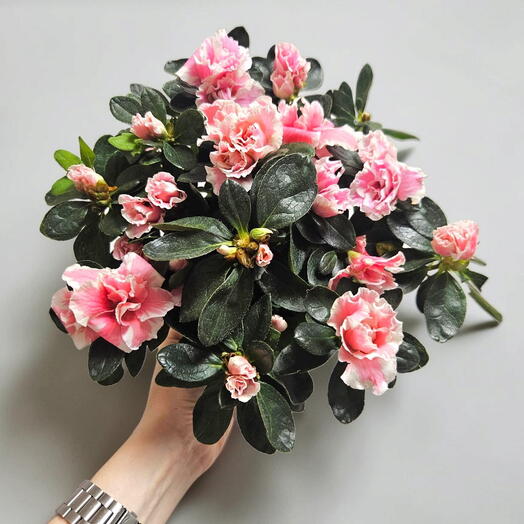 💝 Азалия Индика в подарок, двухцветная бело-розовая