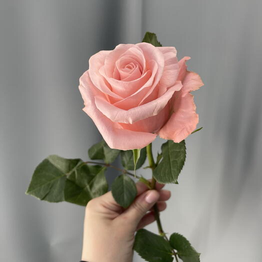Роза «Sweet Pink»