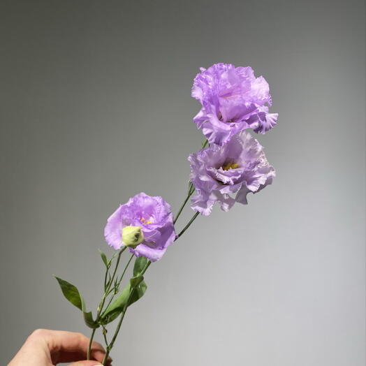 Эустома виноградная 💜
