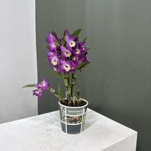 Dendrobium NOBILE/ фиолетовый