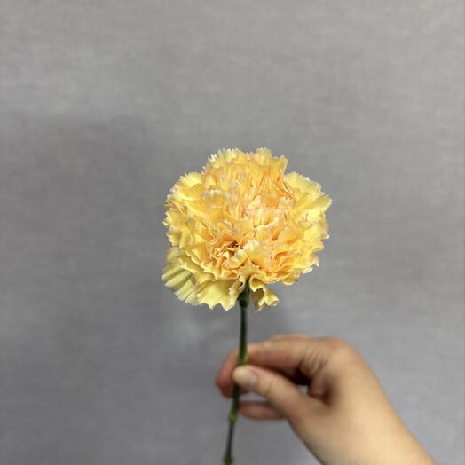 Гвоздика(диантус) желтая💛